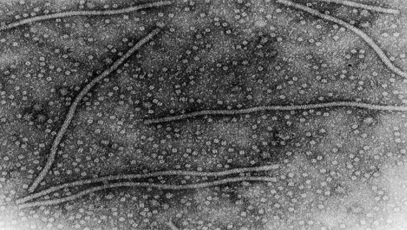Представитель Семейства Flexiviridae